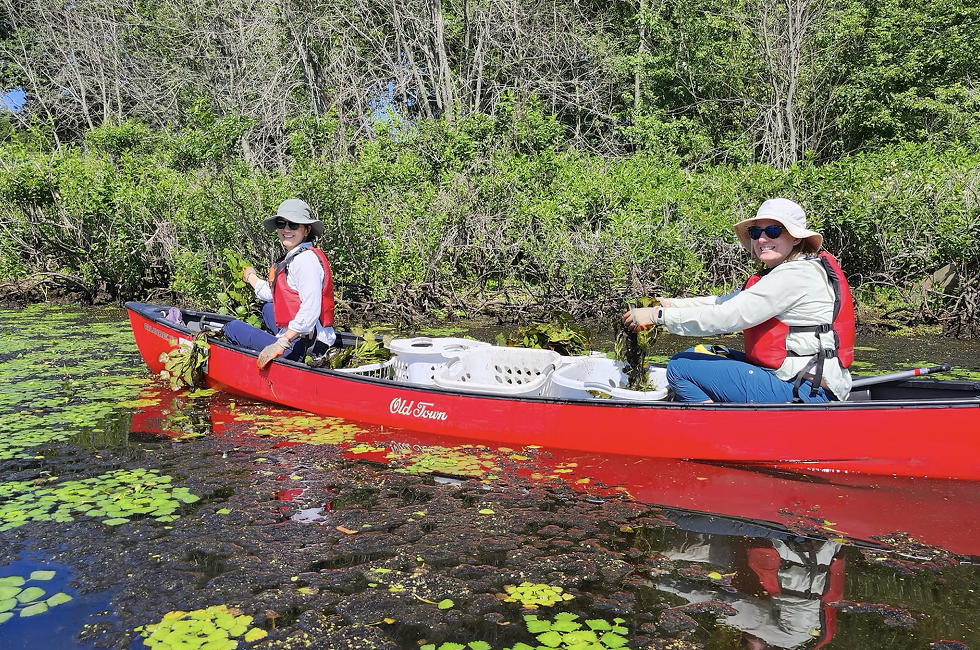 Water Chestnut (CCF photo)