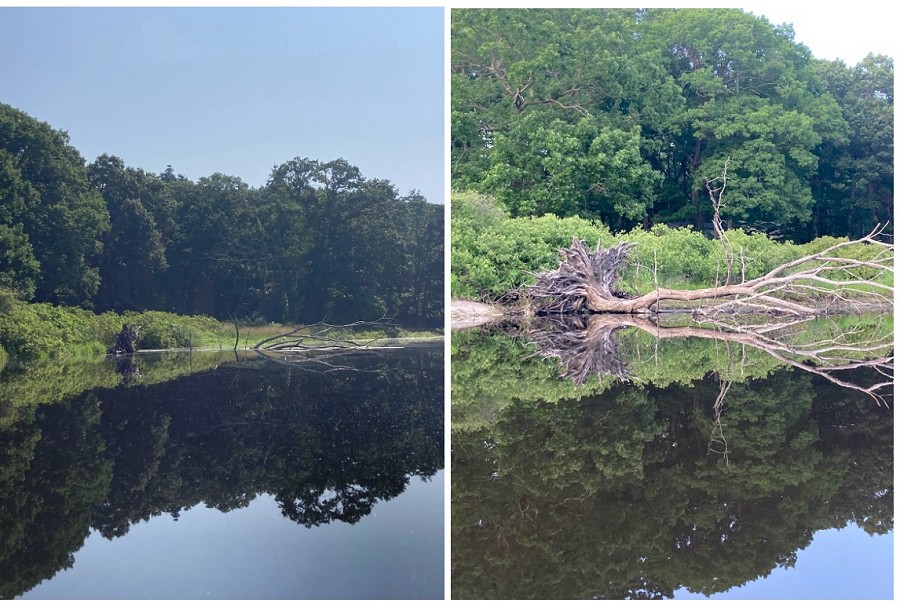 Fallen Tree, Sudbury River (7/6/23 vs. 6/15/23)